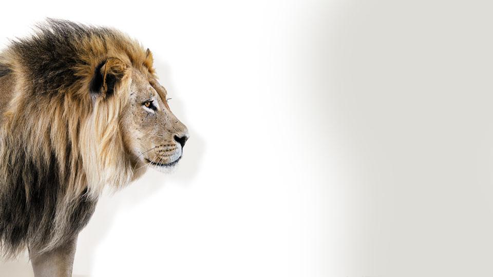 Von Löwen und Lämmern - Was die Natur uns über Haarpflege lehrt